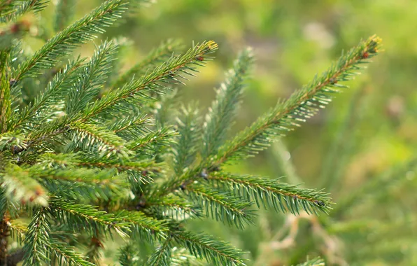 Green, spruce, twig