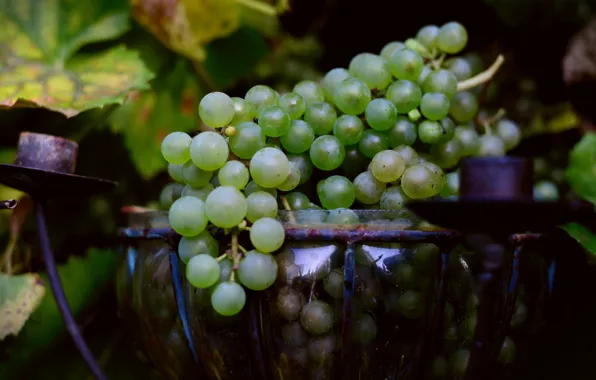 Leaves, nature, green, grapes, bowl, candle holder, bokeh, bunch of grapes
