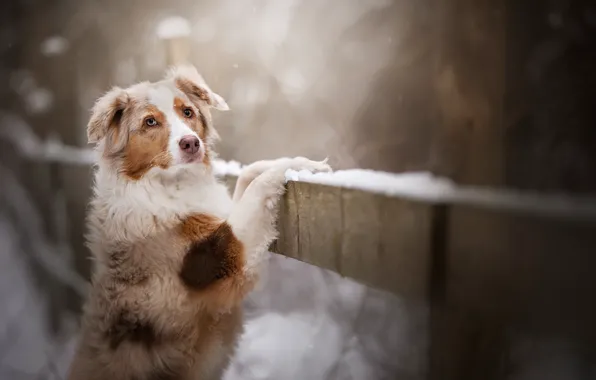 Picture look, snow, dog, bokeh, Australian shepherd, Aussie