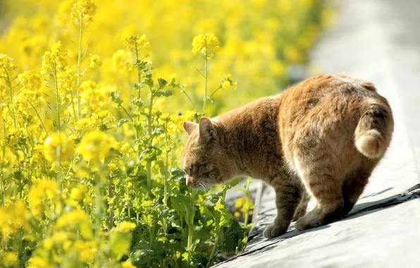 Picture road, cat, cat, flowers, nature, yellow, red, roadside