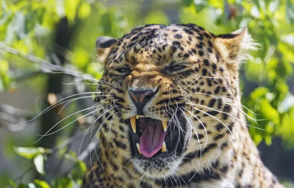 Cat, face, mouth, leopard, ©Tambako The Jaguar