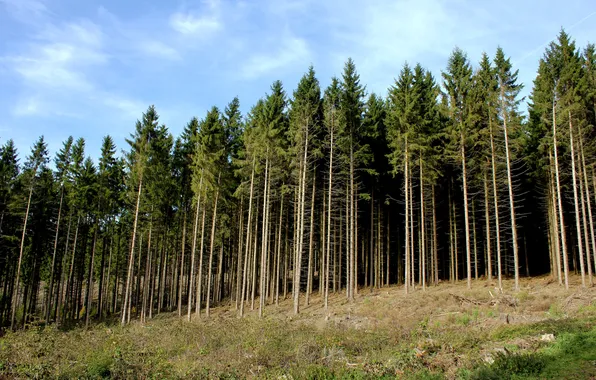 Picture forest, trees, trunks, slope, hill, coniferous