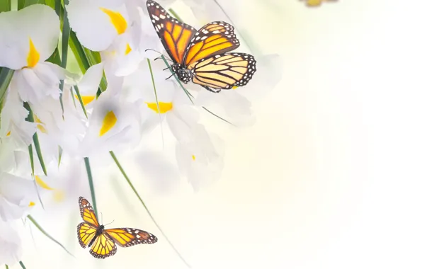 Butterfly, flowers, leaves, white irises