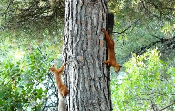 Forest, Trees, proteins