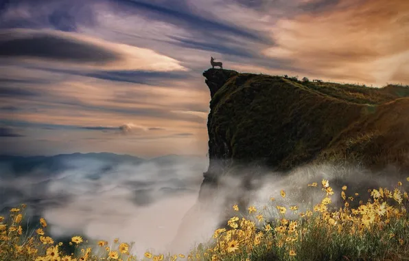 The sky, clouds, flowers, clouds, fog, rock, open, height