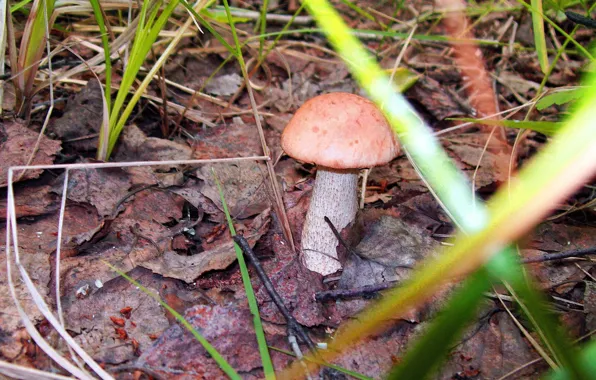 Autumn, nature, Mushroom
