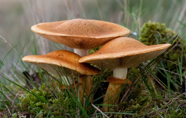 Grass, mushrooms, moss, hats, trio, family, handsome