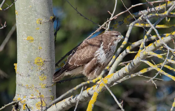 Bird, predator, Buzzard, photohunt