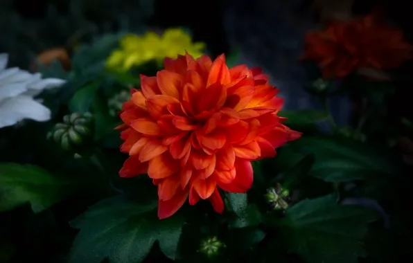 Leaves, red, chrysanthemum