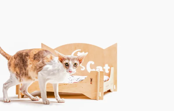 Cat, cat, cot, Cornish Rex