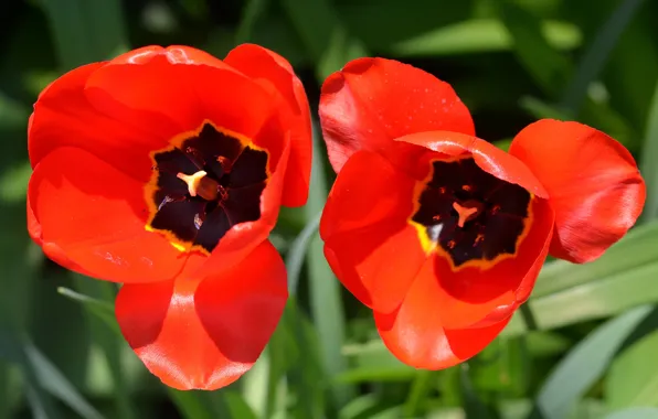 Picture Macro, Macro, Red tulips, Red tulips