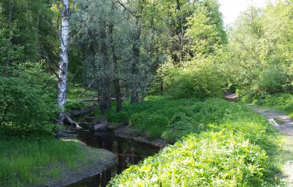 Greens, Water, Tree, Road, Path, Trees, River, Forest
