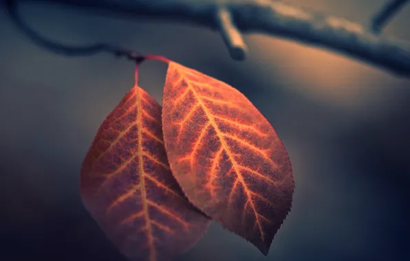 Leaves, macro, photo, bokeh