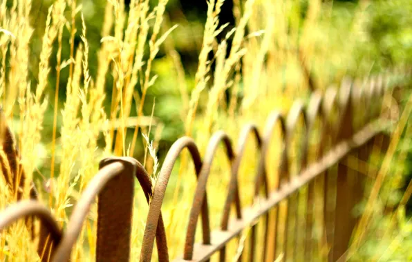 Picture greens, macro, background, widescreen, Wallpaper, the fence, plant, blur