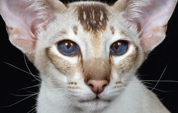 Picture look, portrait, muzzle, ears, blue eyes, cat, Oriental cat