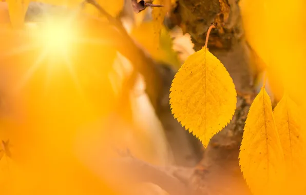 Picture autumn, the sun, trees, branches, yellow, leaf, falling leaves, yellow background