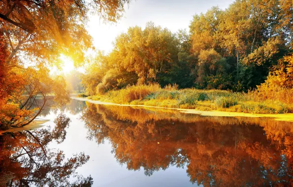 Autumn, forest, the sun, landscape, nature, river, grove