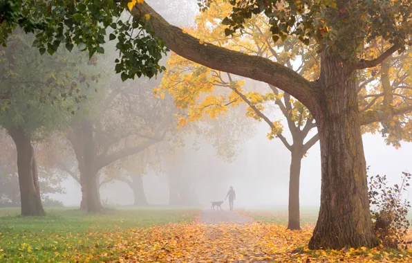Picture autumn, fog, Park, walk