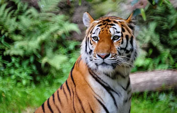 Picture nature, tiger, nature, tiger, Bengal Tiger, Bengal tiger, Bengal tigers, 2022