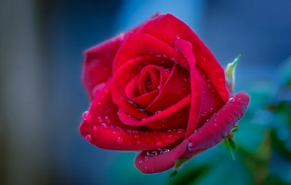 Picture drops, macro, rose, Bud