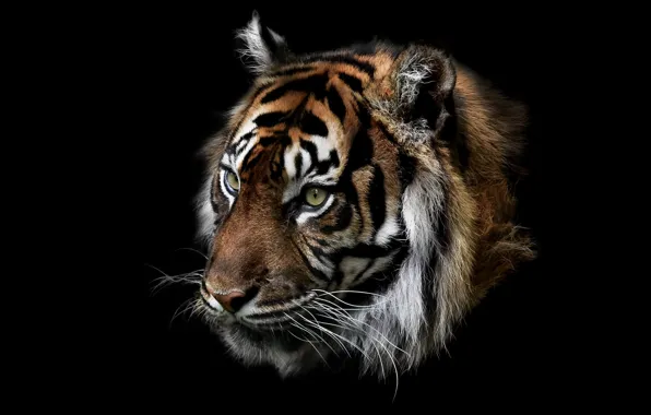 Picture nature, tiger, beast