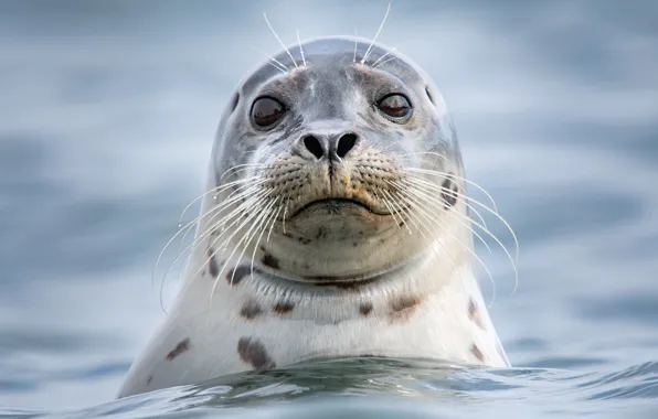 Sea, look, face, water, seal, portrait