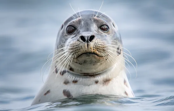 Sea, look, face, water, portrait, Seal