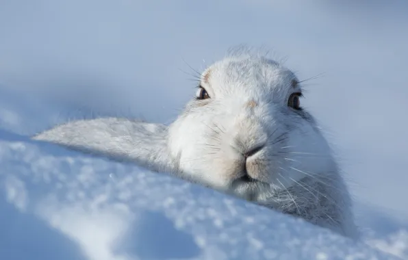 Picture winter, look, face, snow, hare, the snow, face, Bunny