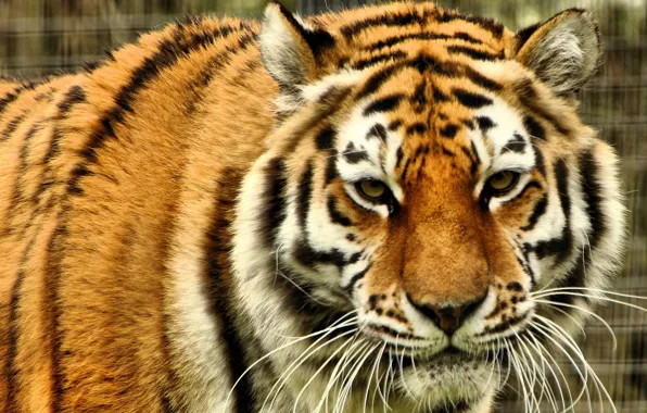Look, face, predator, wild cat, The Amur tiger