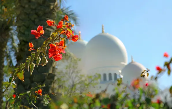 Flowers, the dome, UAE, Abu Dhabi, the Sheikh Zayed Grand mosque