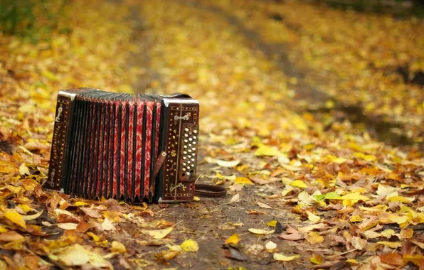 Picture autumn, leaves, musical instrument, accordion