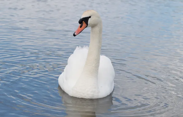 Picture white, ruffle, grace, Swan, neck