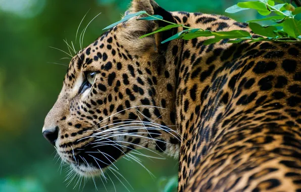 Picture predator, spot, leopard