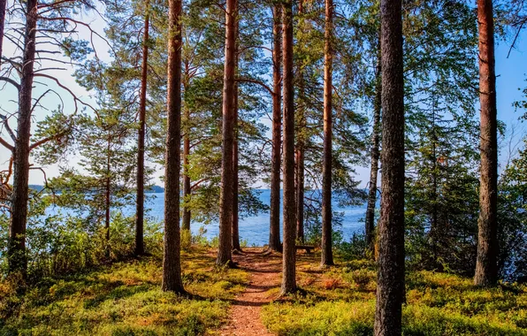 Forest, trees, lake, shore, path, pine