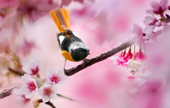Picture trees, flowers, branches, cherry, bird, blur, spring, pink