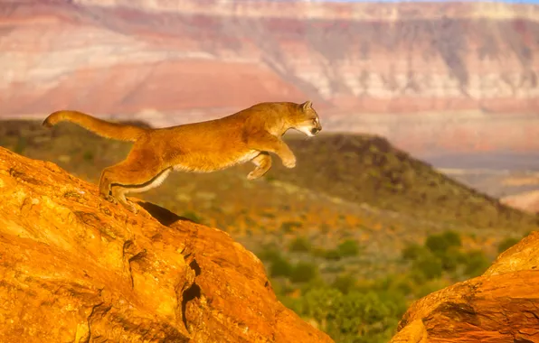 Picture cat, jump, Puma, mountain lion, Cougar