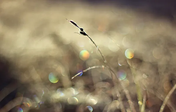 Picture the sun, macro, light, a blade of grass, bokeh