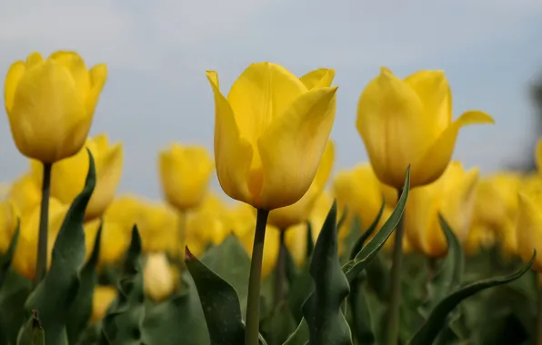 The sky, leaves, macro, nature, petals, stem, tulips