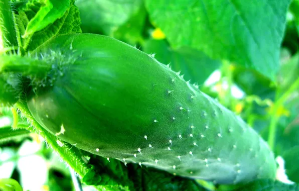 Picture GREEN, LEAVES, MACRO, BUMPS, CUCUMBER