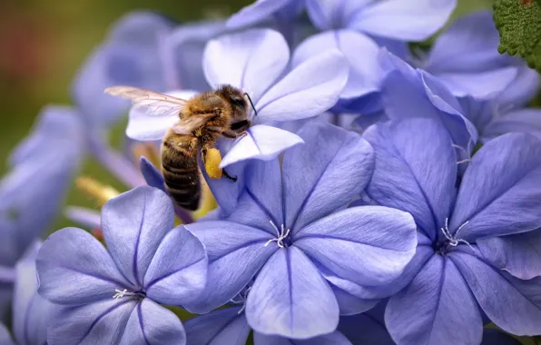 Picture flower, bee, Wallpaper, petals, insect