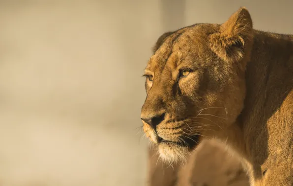 Picture look, face, light, background, portrait, lioness, wild cat