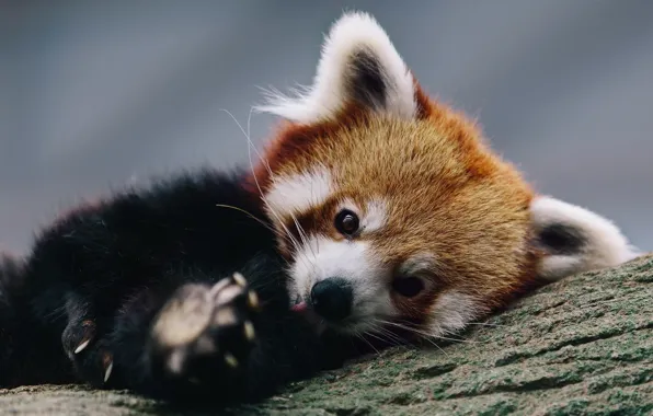 Picture background, tree, red Panda, firefox, little