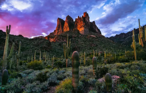 Clouds, sunset, mountains, rocks, hills, desert, cacti