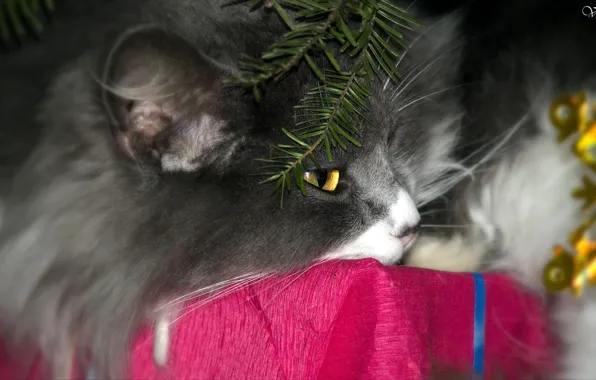 Cat, Shura, under the tree