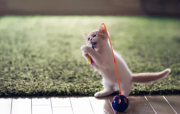 Toy, kitty, fun