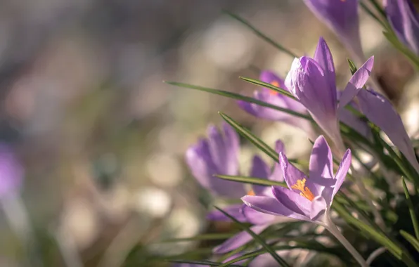 Picture spring, crocuses, bokeh