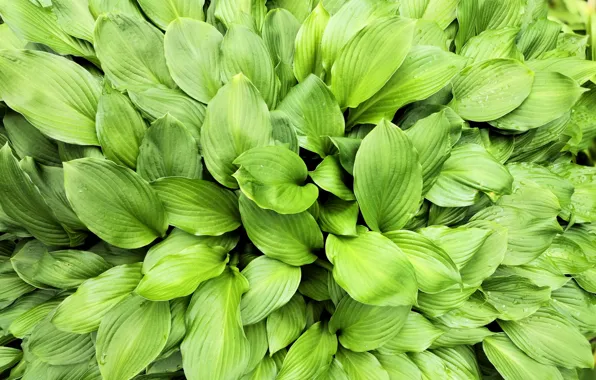 Greens, nature, green, Leaves