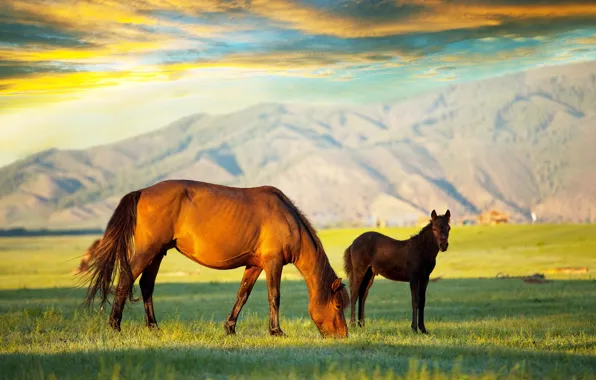 Field, the sky, grass, clouds, light, landscape, mountains, nature
