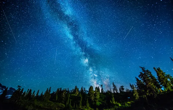 Picture forest, stars, night, the milky way