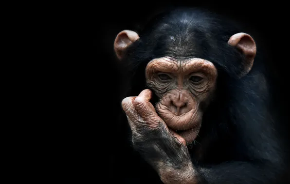 Picture nature, background, monkey